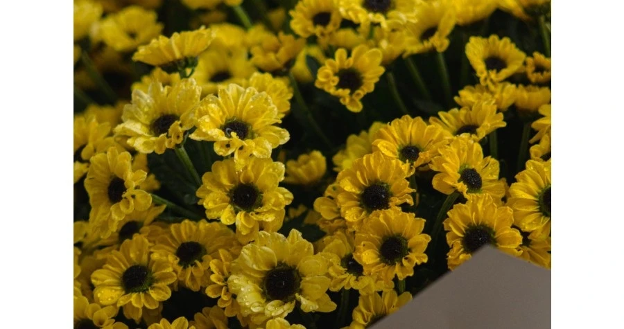 Bookmyflowers