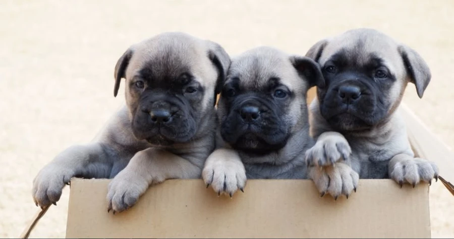K9 School