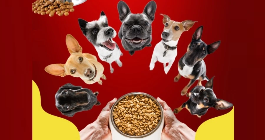 Pet Doctors
