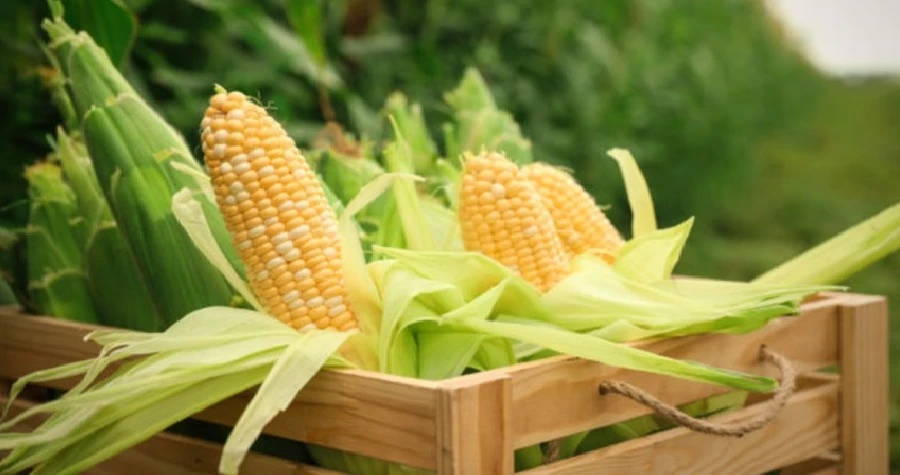 Mr & Ms Corn