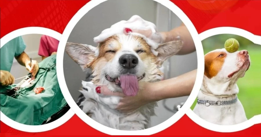 PetDoctors