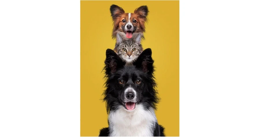 Petfirst Healthcare