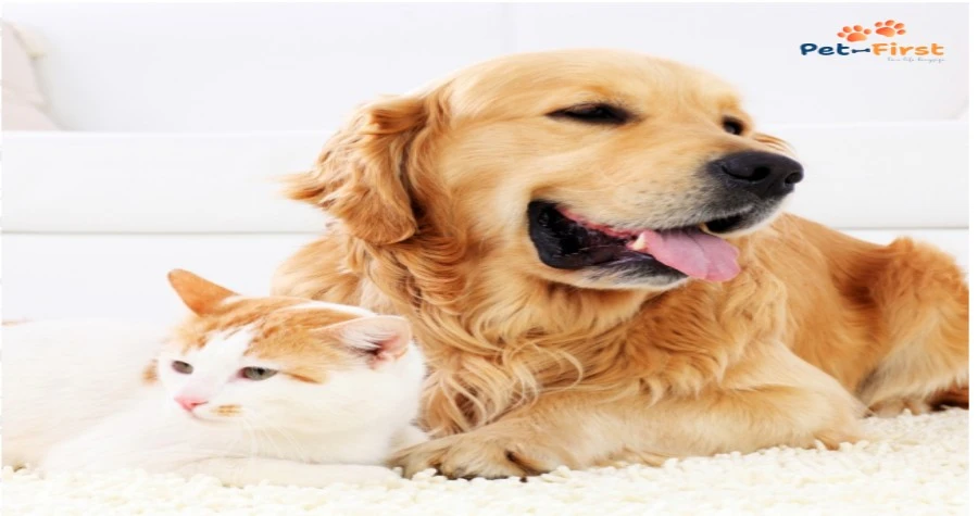 Petfirst Healthcare