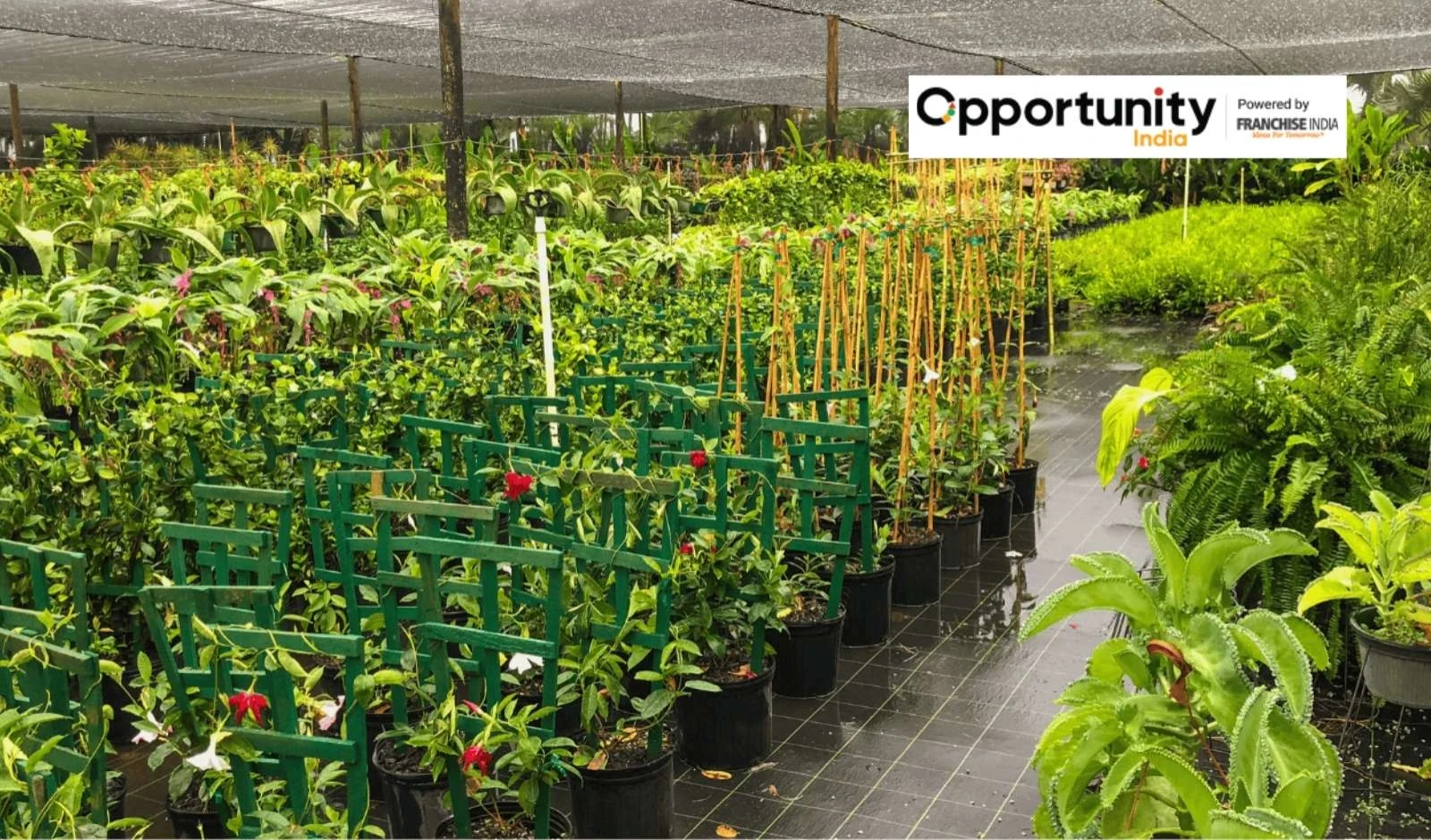 Nursery Business Plan and Key Steps