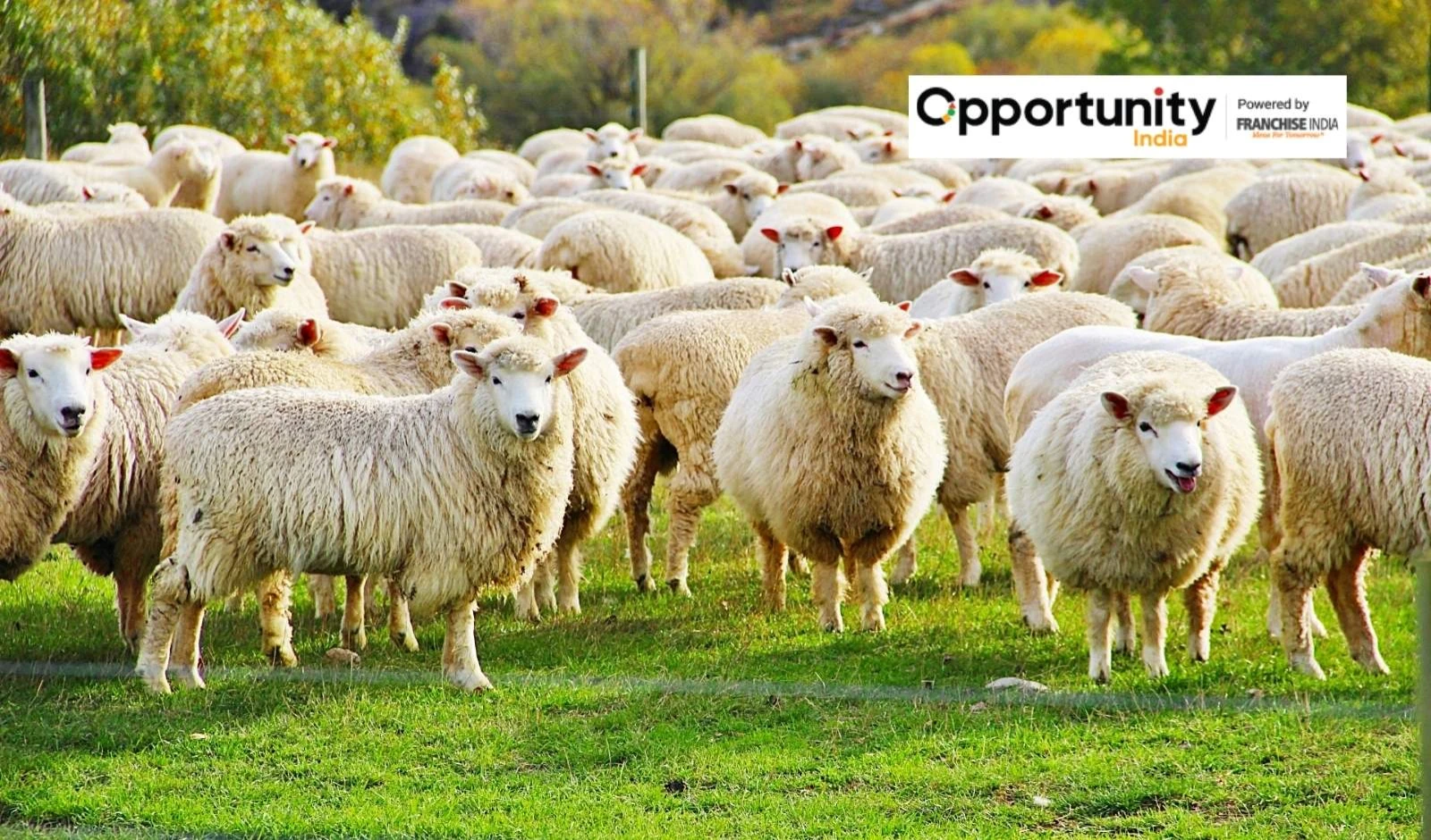 Sheep Farming Business Plan: Profit & Seps