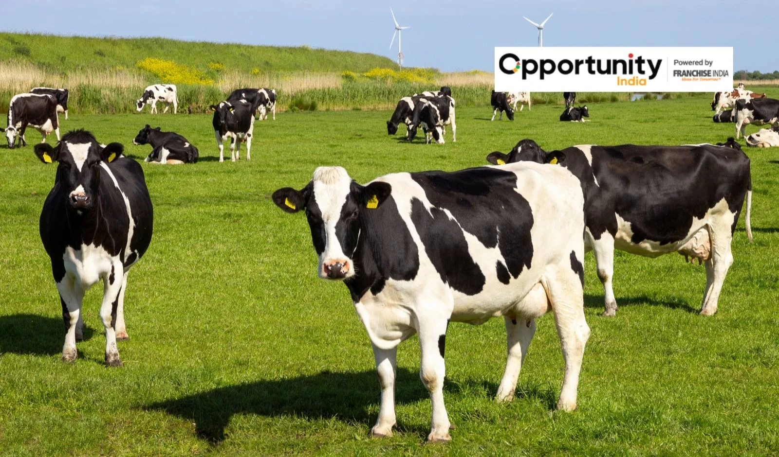 Cattle Farming Business Plan: Step-by-Step Guide