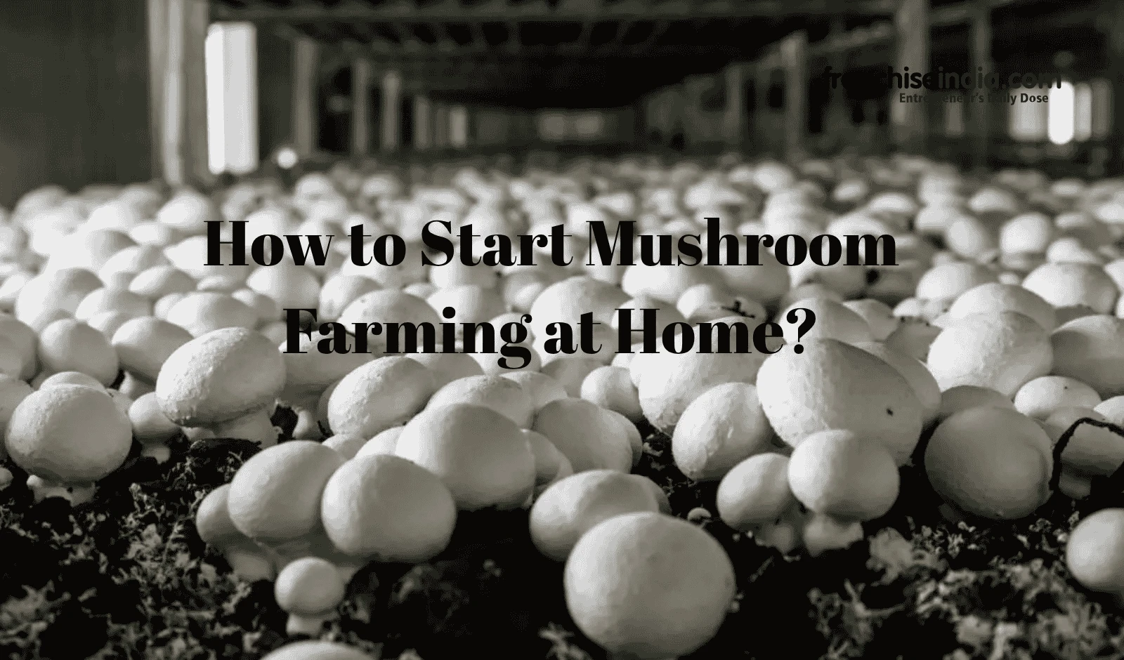 How to Start Mushroom Farming at Home?