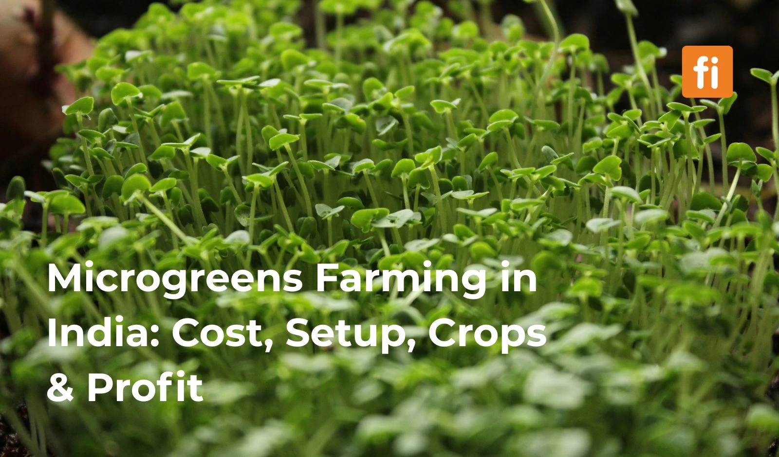 Microgreens Farming in India: Cost, Setup, Crops & Profit