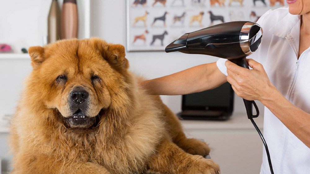 Few Things To Know Before Starting A Pet-Grooming Business