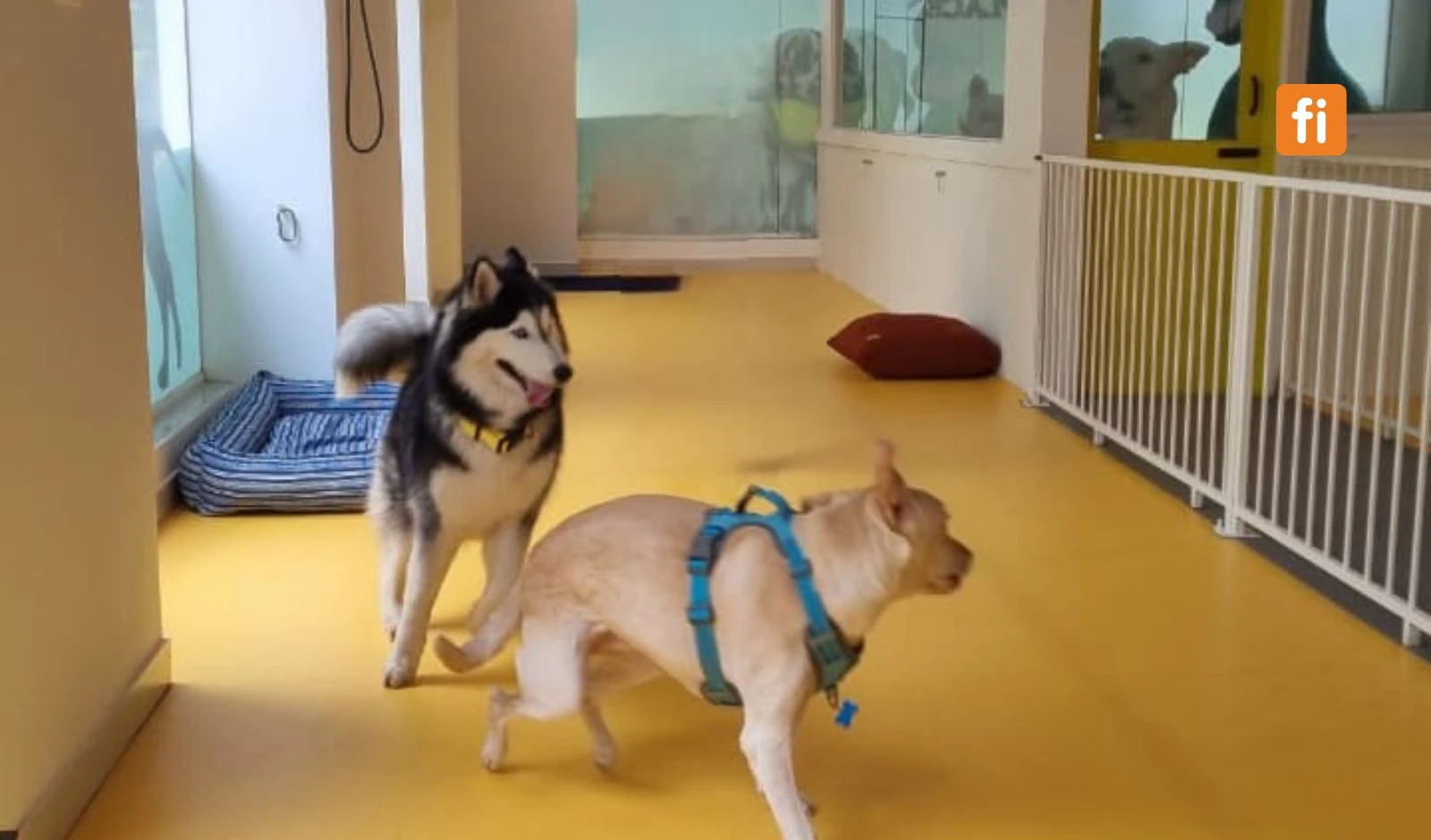 Scooby’s Club raises $250K in pre-seed round led by TDV Partners to build India’s first network of premium dog care hubs